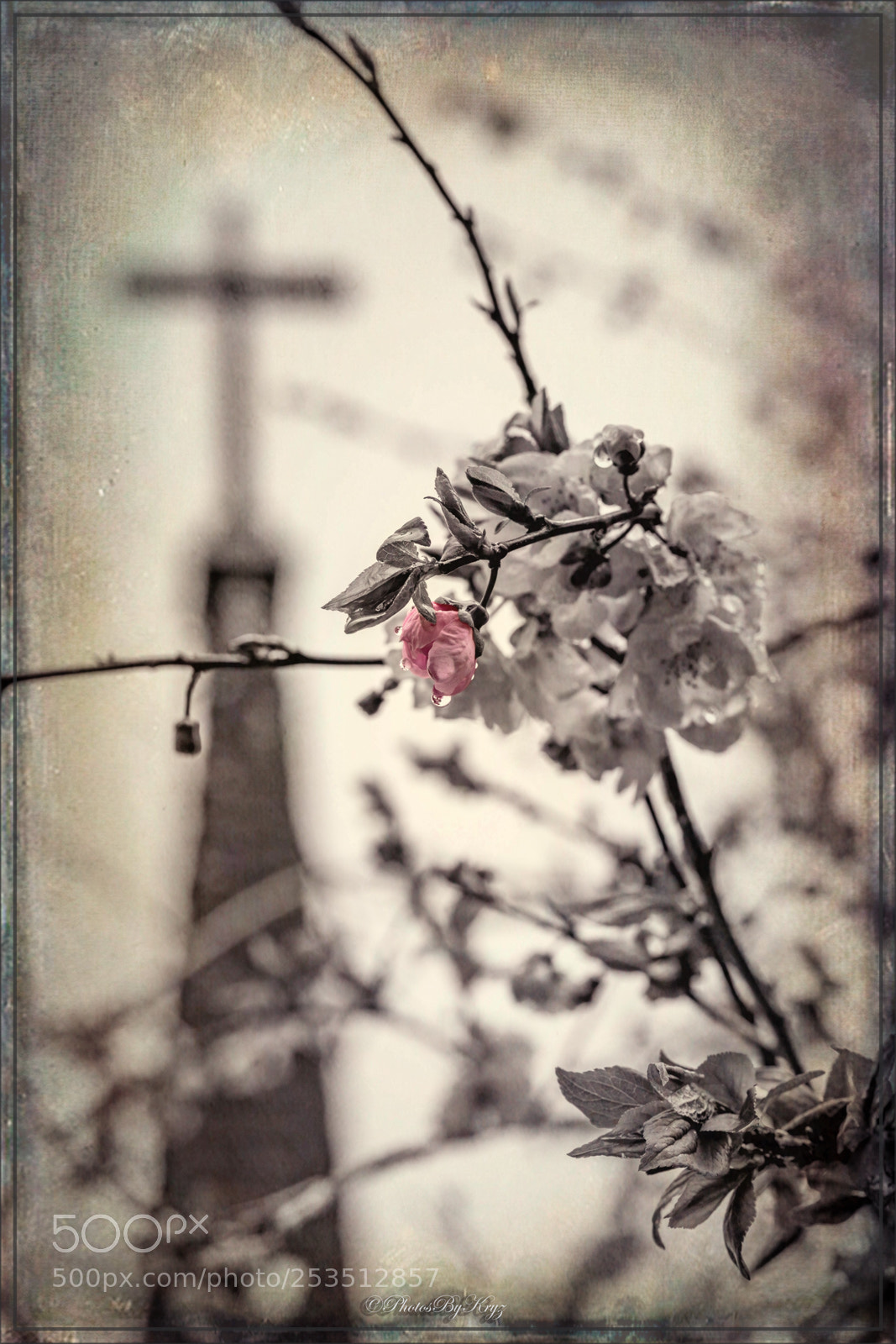 Canon EOS 5DS sample photo. A drop of spring photography