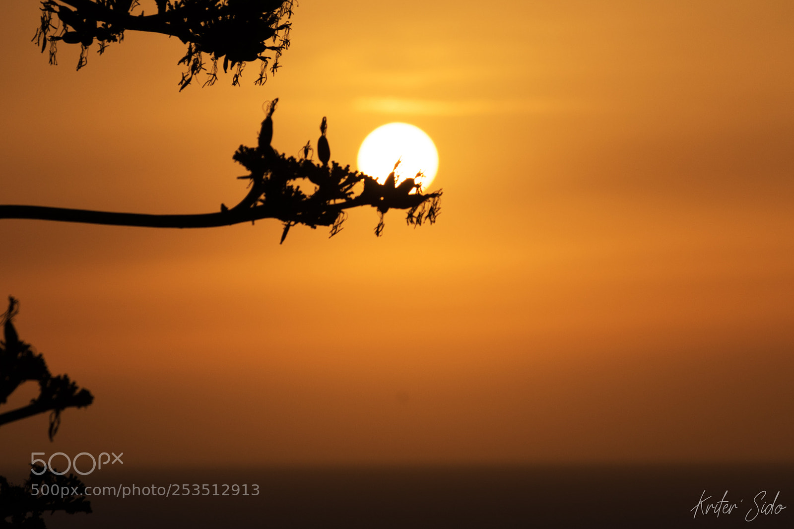 Nikon D5500 sample photo. Silhouette photography