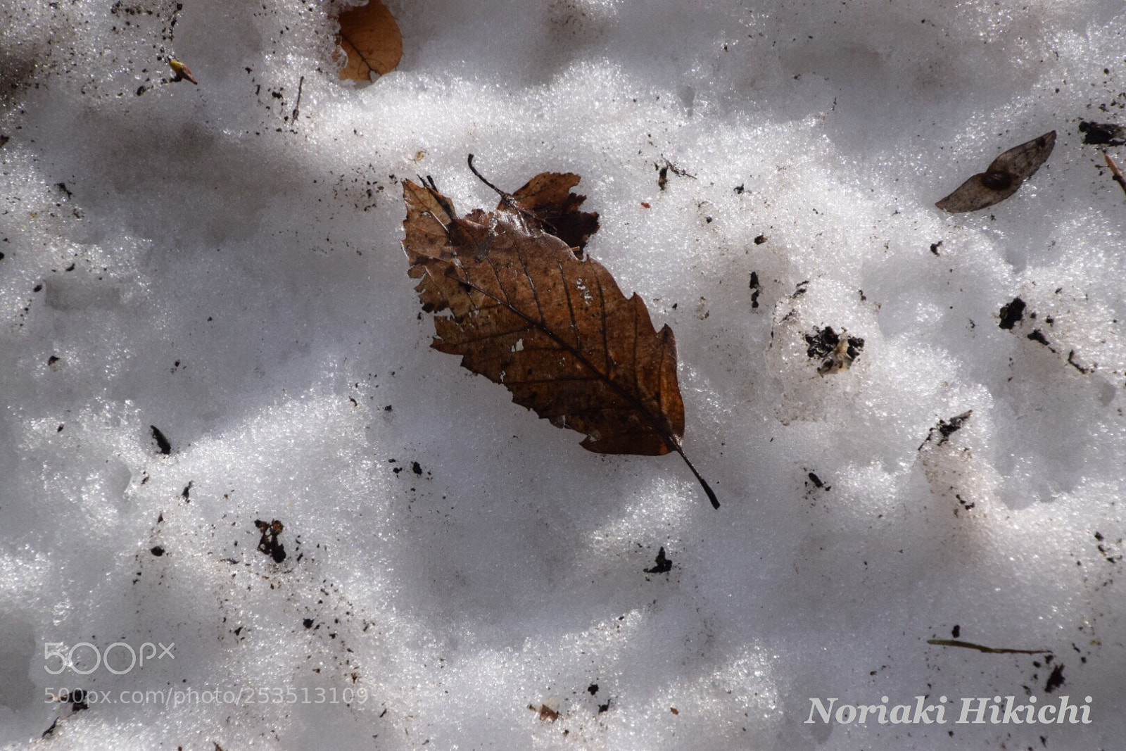 Nikon D5300 sample photo. Snow cover photography
