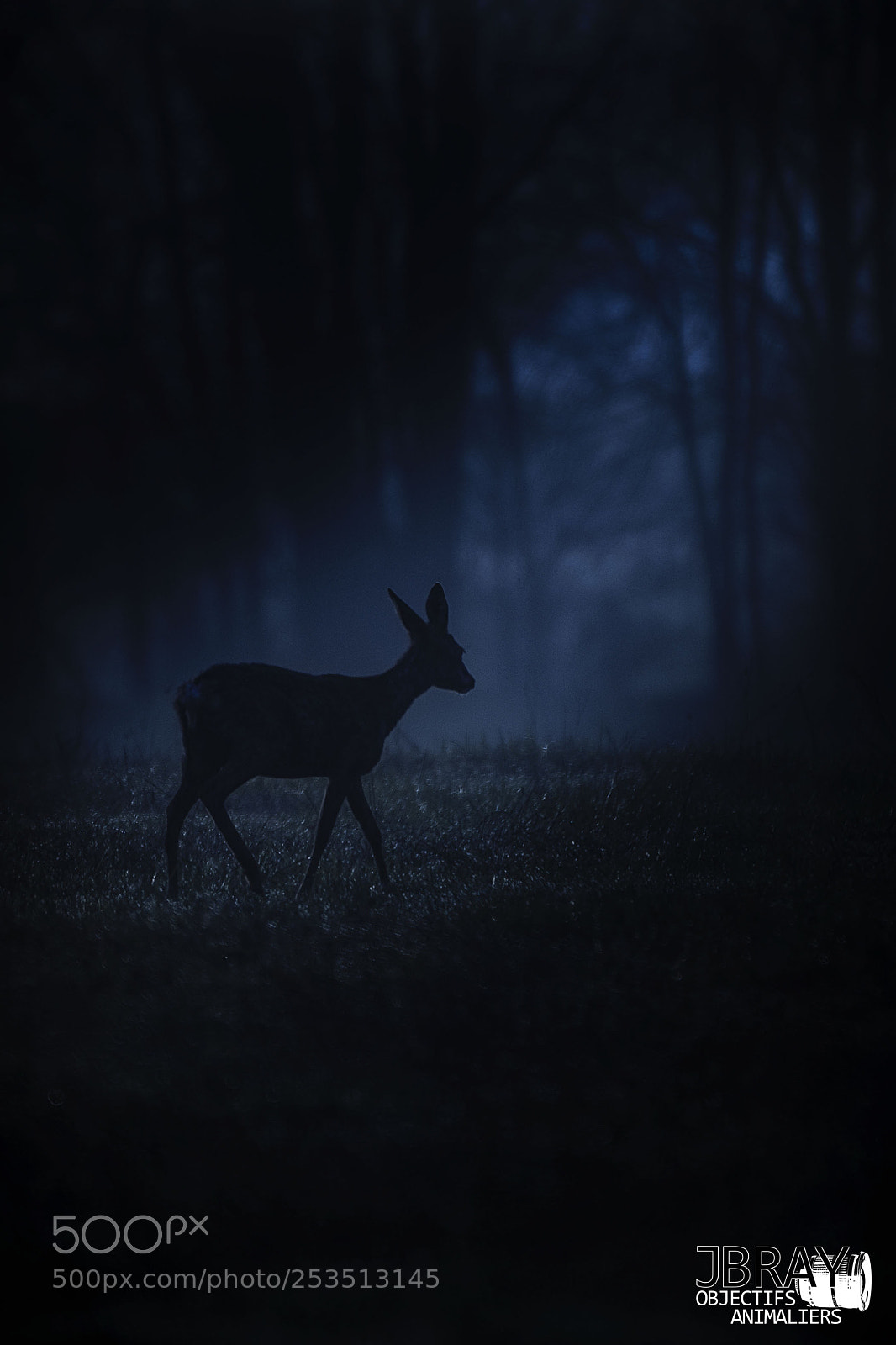 Nikon D7200 sample photo. Roe deer in the photography