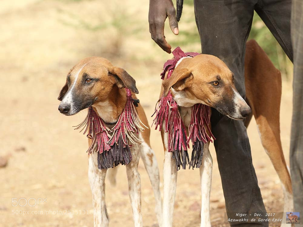 Canon EOS 7D Mark II sample photo. Sighthounds going hunting. photography