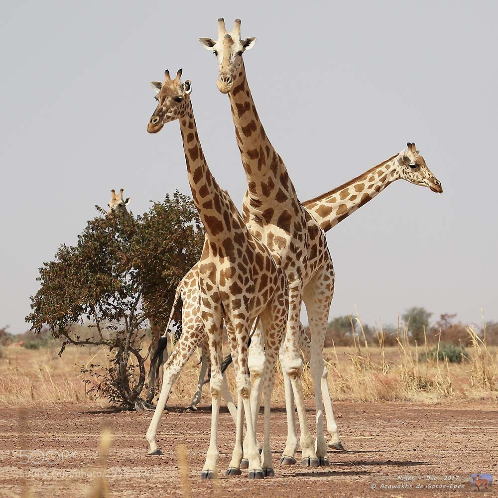 Canon EOS 7D Mark II sample photo. Giraffes photography