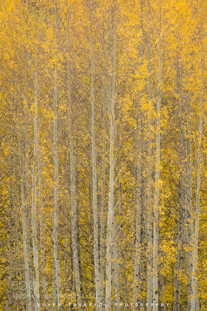 Nikon D800E sample photo. Yellow fever photography
