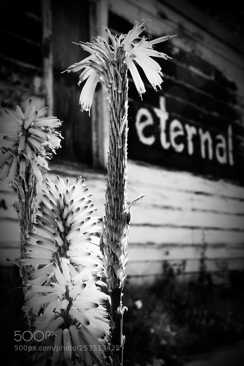 Canon EOS 10D sample photo. Eternal photography