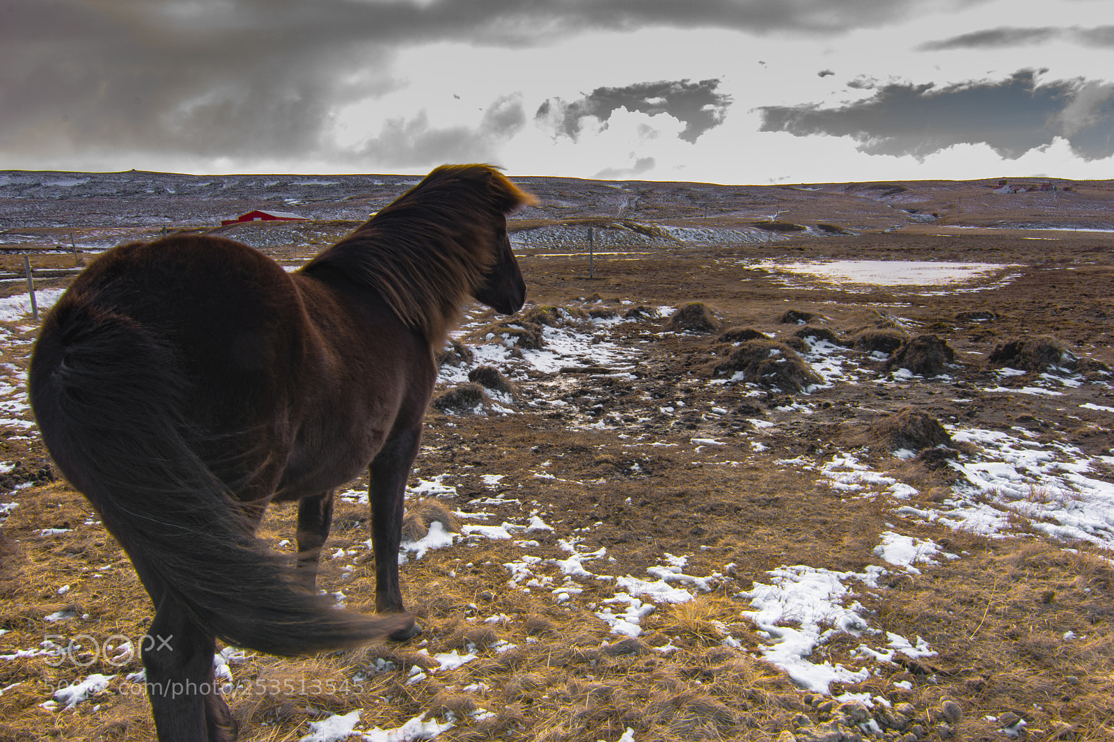 Nikon D5300 sample photo. Icelandic horse photography