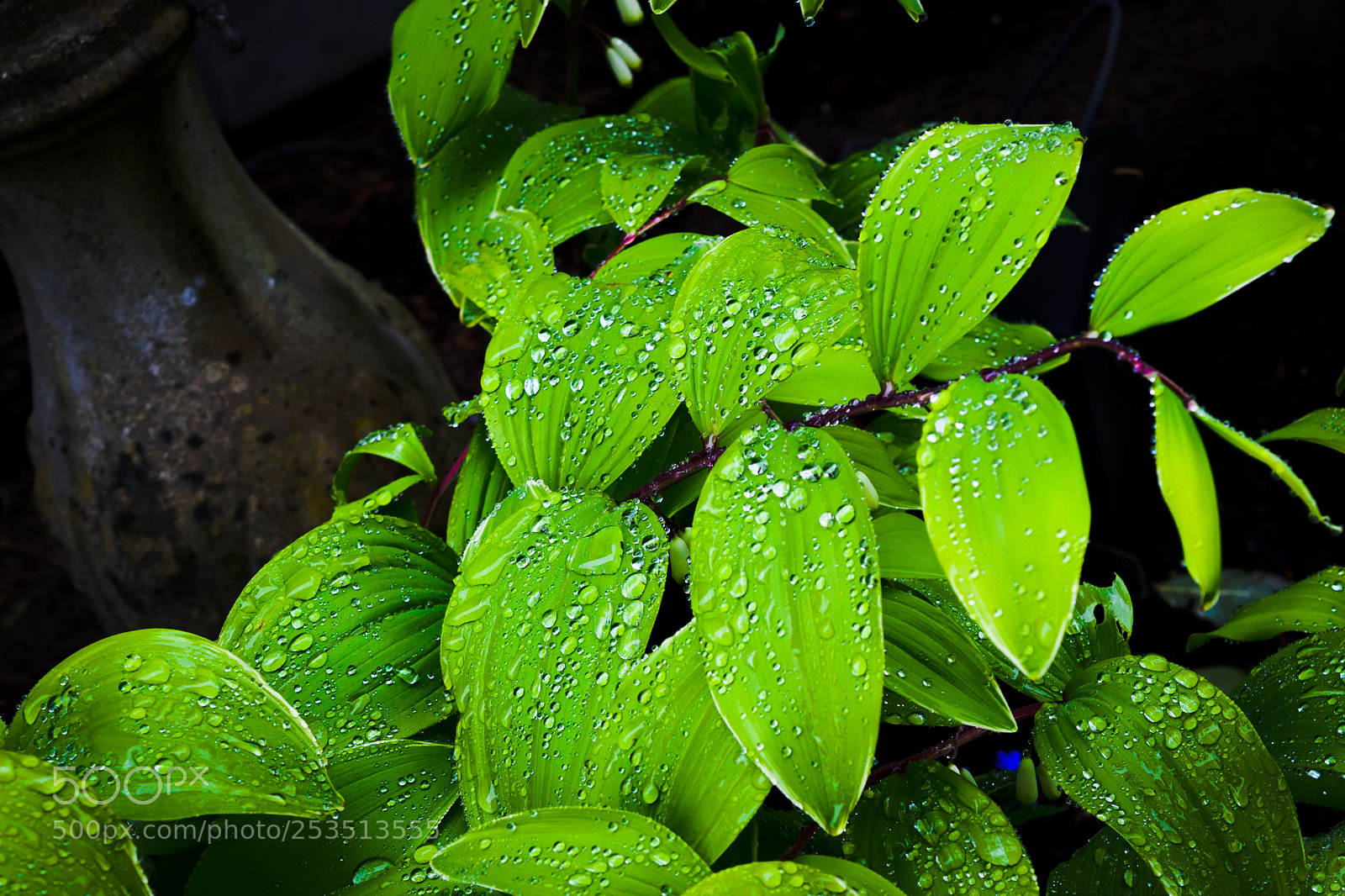 Nikon D3300 sample photo. Water droplet leaves photography