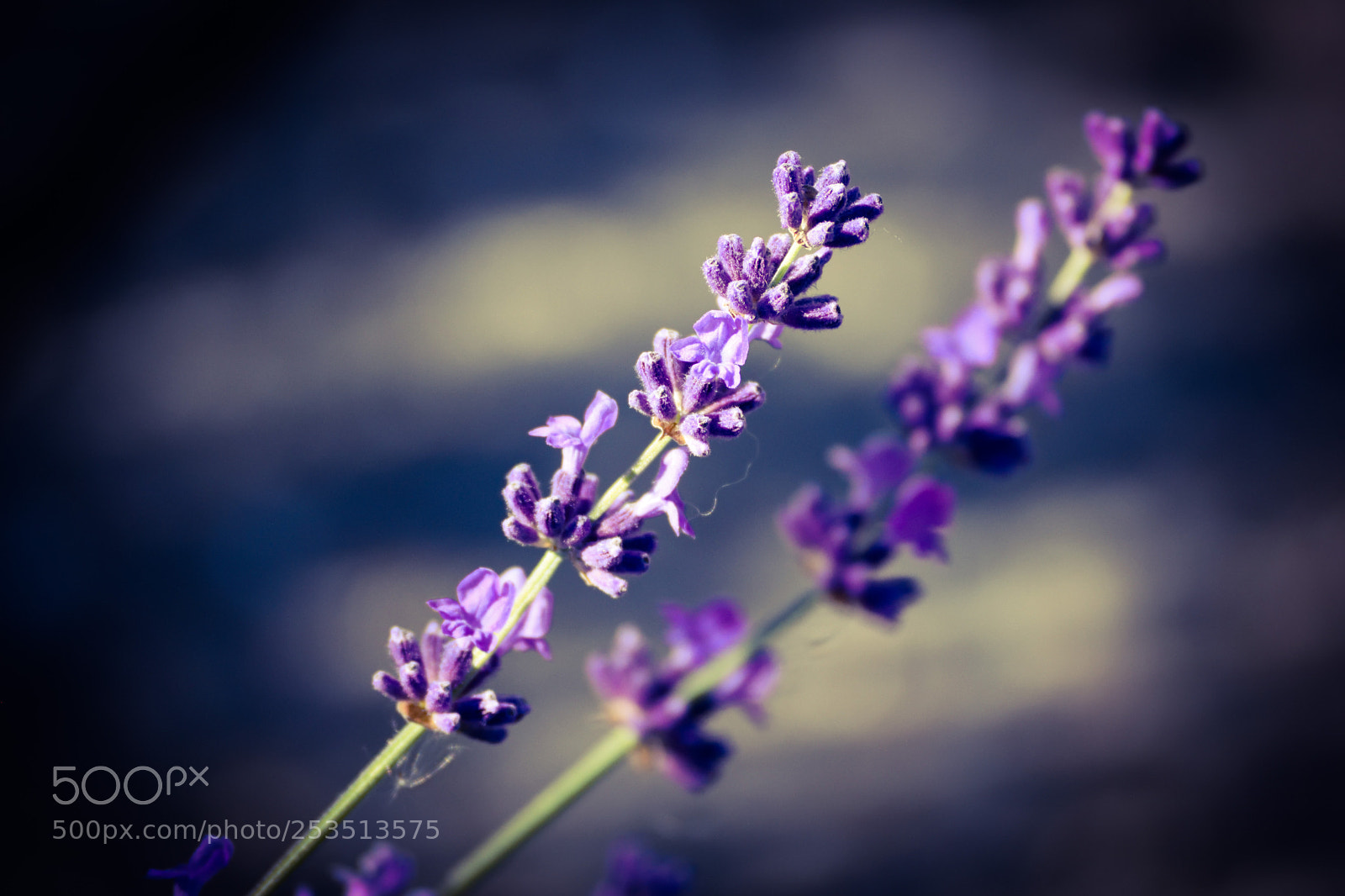 Nikon D3300 sample photo. Lavender photography