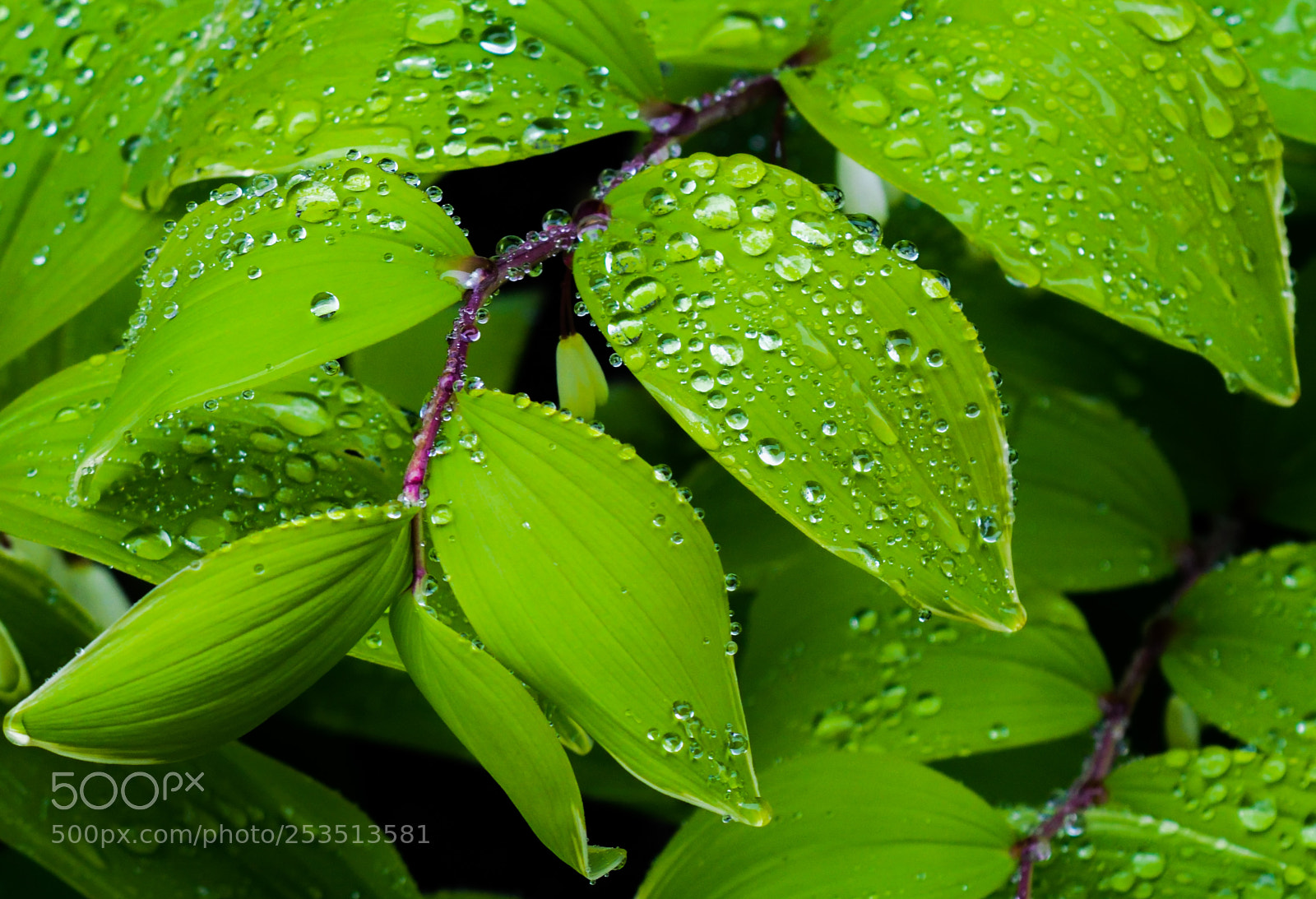 Nikon D3300 sample photo. Droplets photography