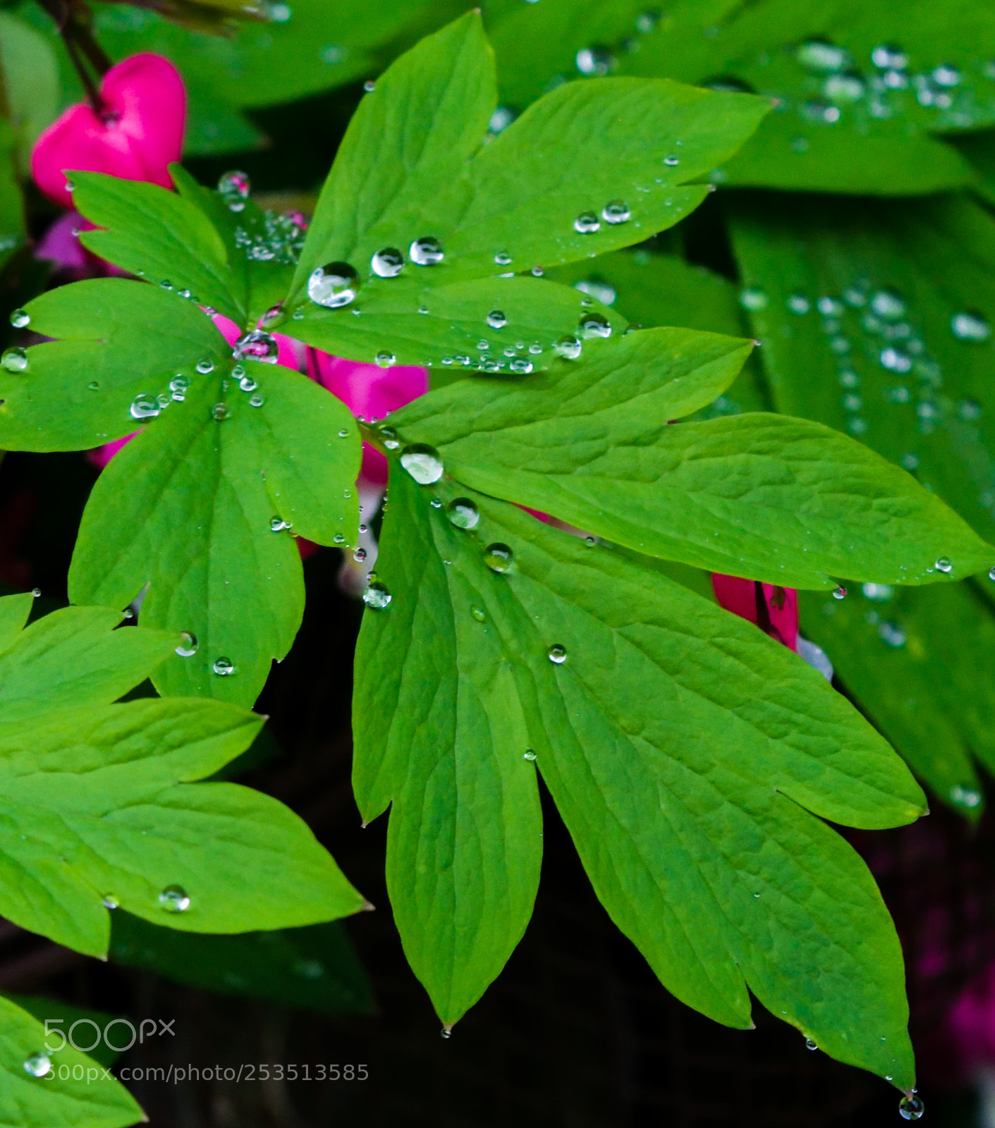 Nikon D3300 sample photo. Water drops photography