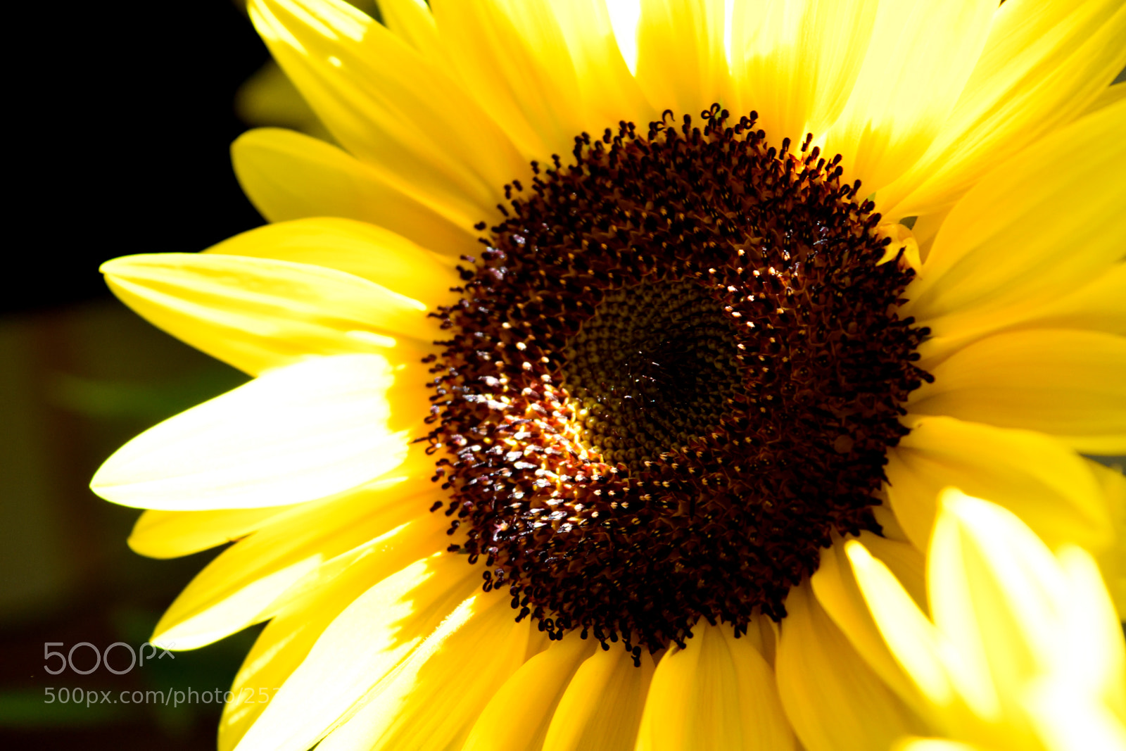 Nikon D3300 sample photo. Sunflower photography