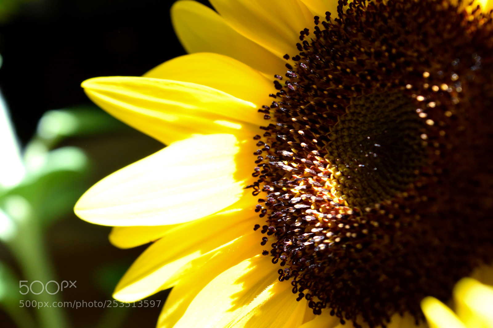 Nikon D3300 sample photo. Sunflower close-up photography