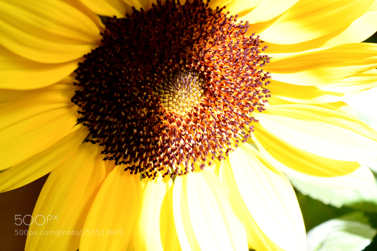 Nikon D3300 sample photo. Sunflower meeting sun photography