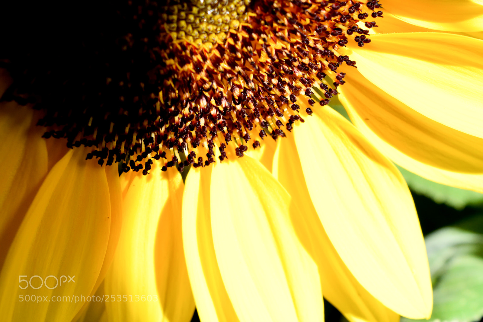 Nikon D3300 sample photo. Sunflower happiness photography