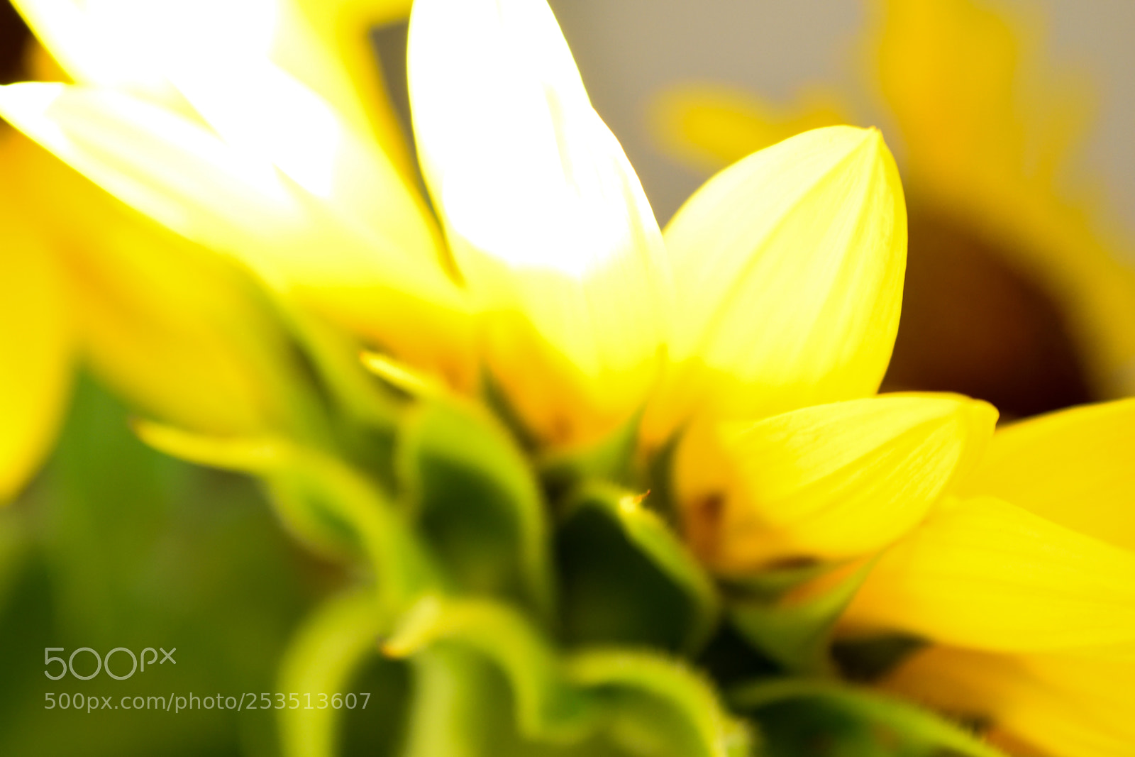 Nikon D3300 sample photo. Underside of sunflower photography