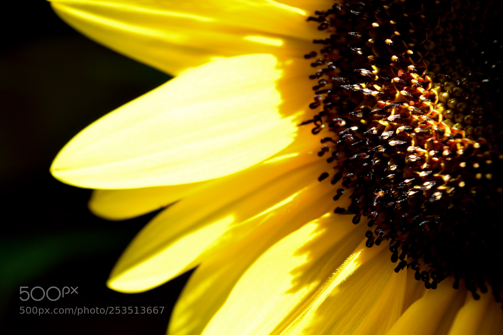 Nikon D3300 sample photo. Close-up photography