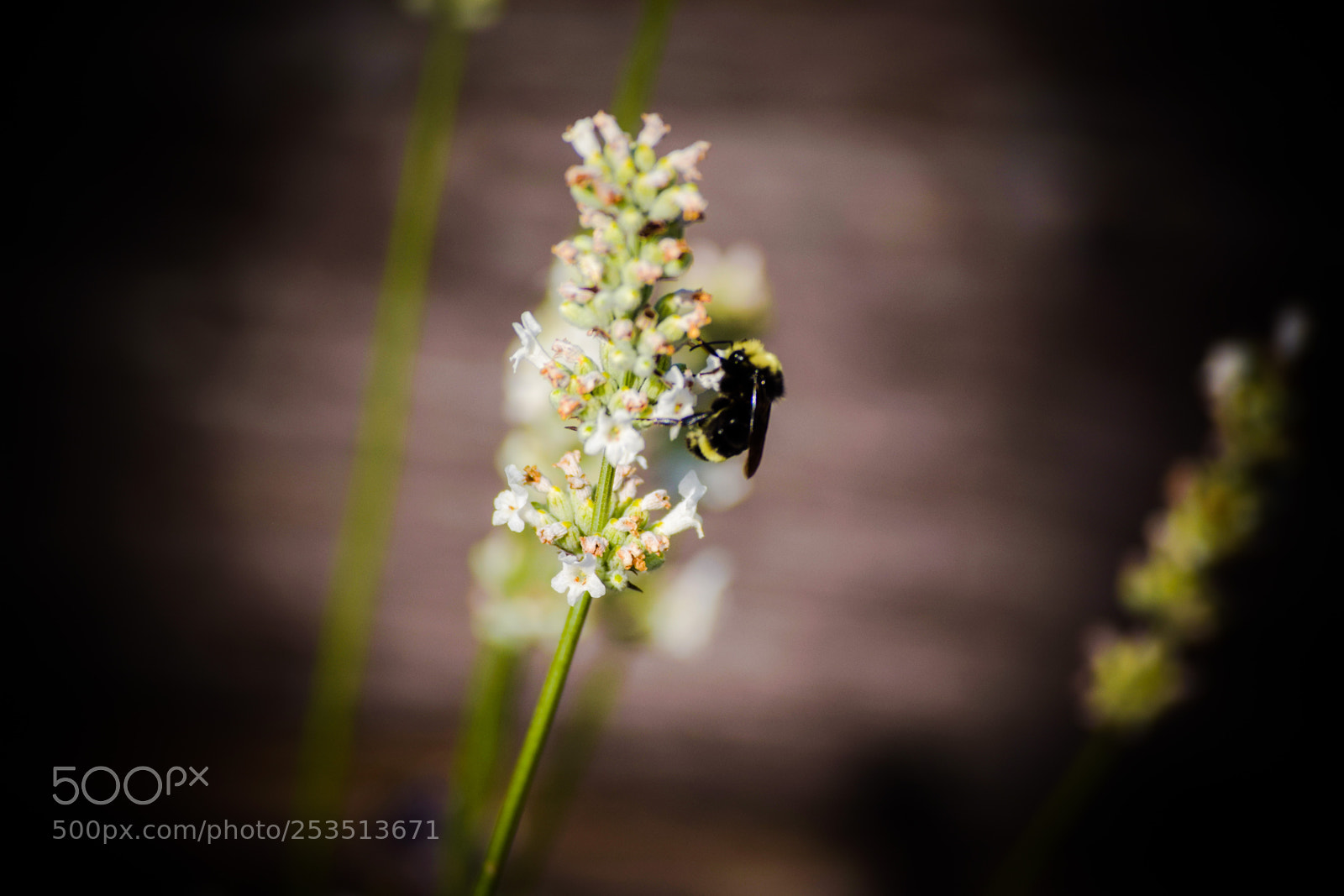 Nikon D3300 sample photo. Bumblebee photography