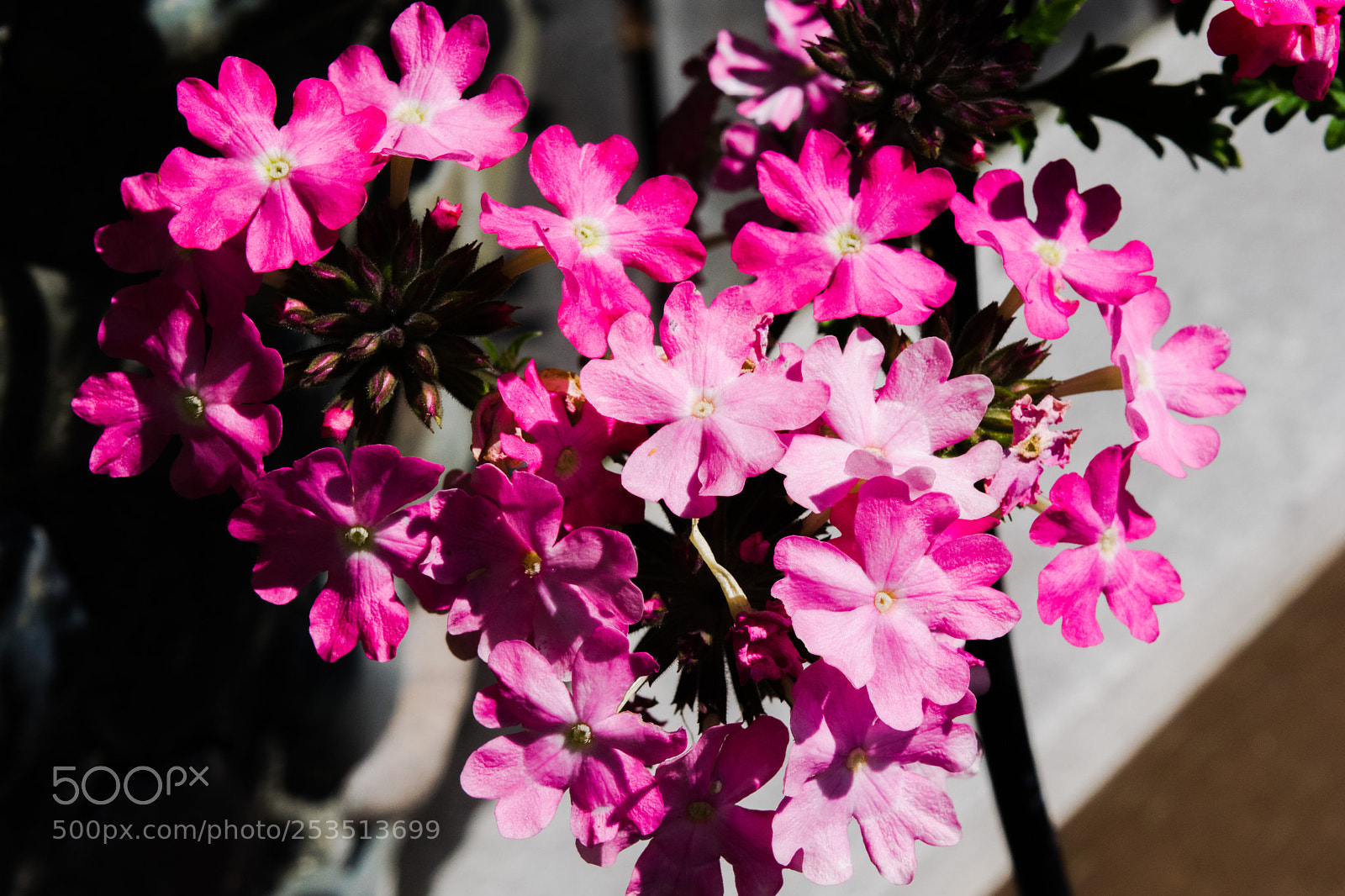 Nikon D3300 sample photo. Heart pink flowers photography