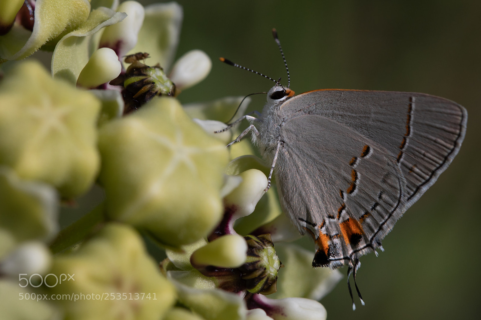 Canon EOS 5D Mark IV sample photo. Gray hairstreak in texas photography