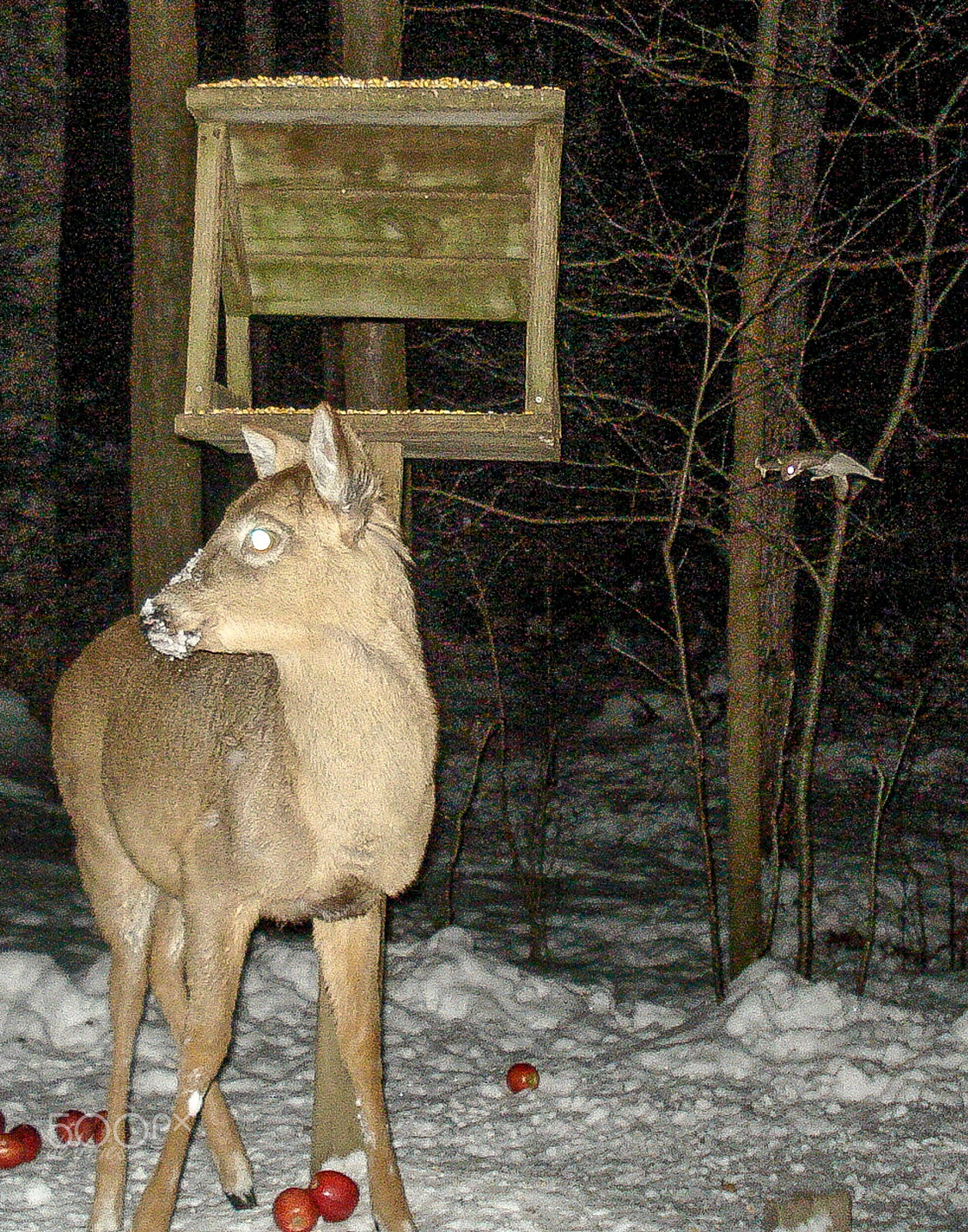 Sony DSC-W55 sample photo. "i have a feeling i am being watched . . . " photography