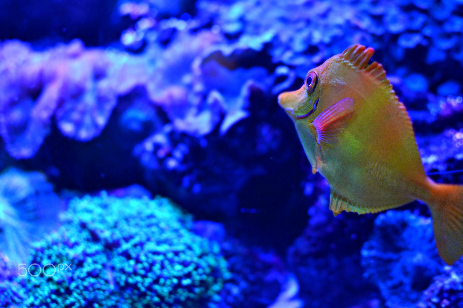 Nikon D3100 + Nikon AF-S DX Nikkor 35mm F1.8G sample photo. Finding nemo photography
