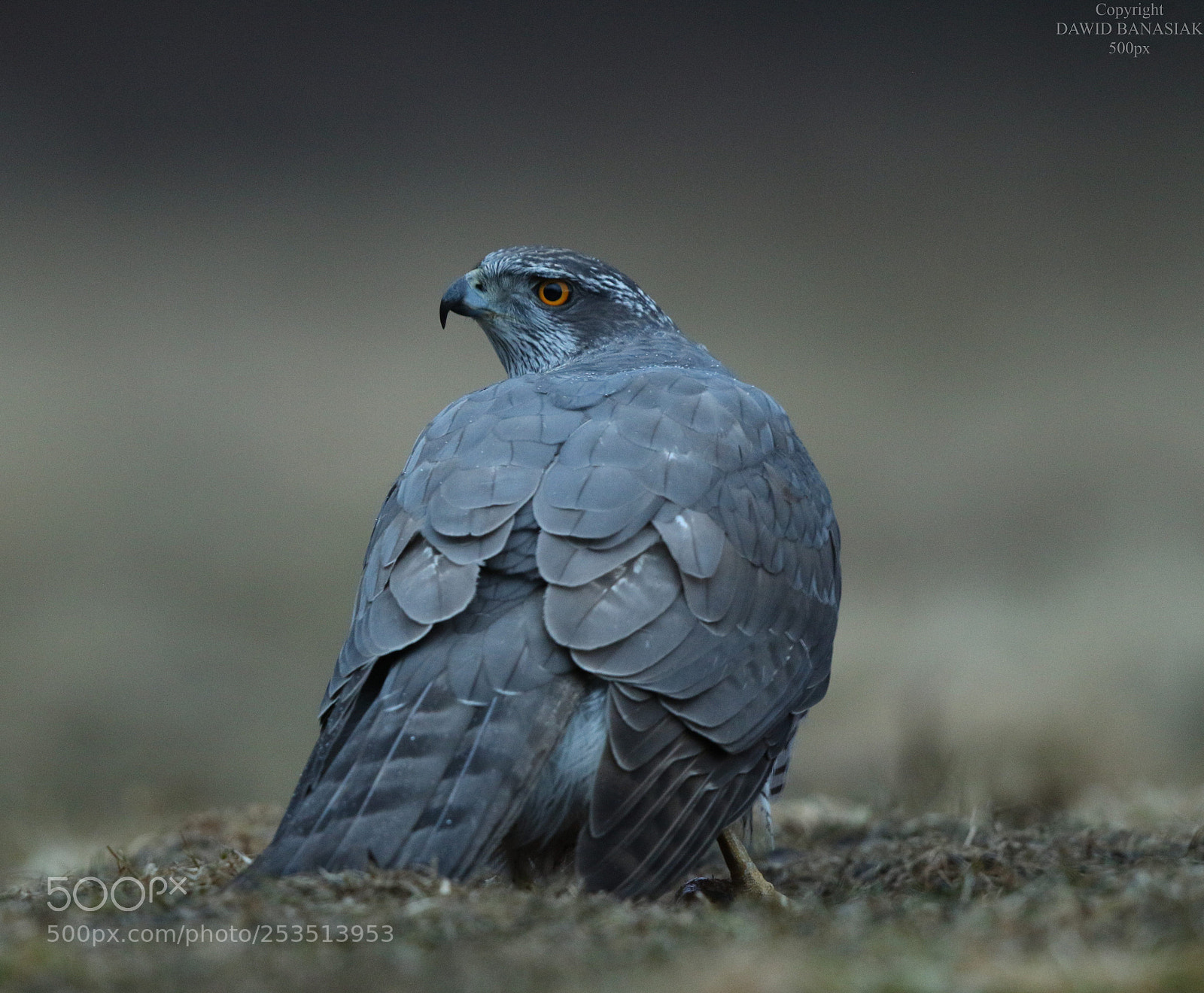 Canon EOS 7D Mark II sample photo. Goshawk photography