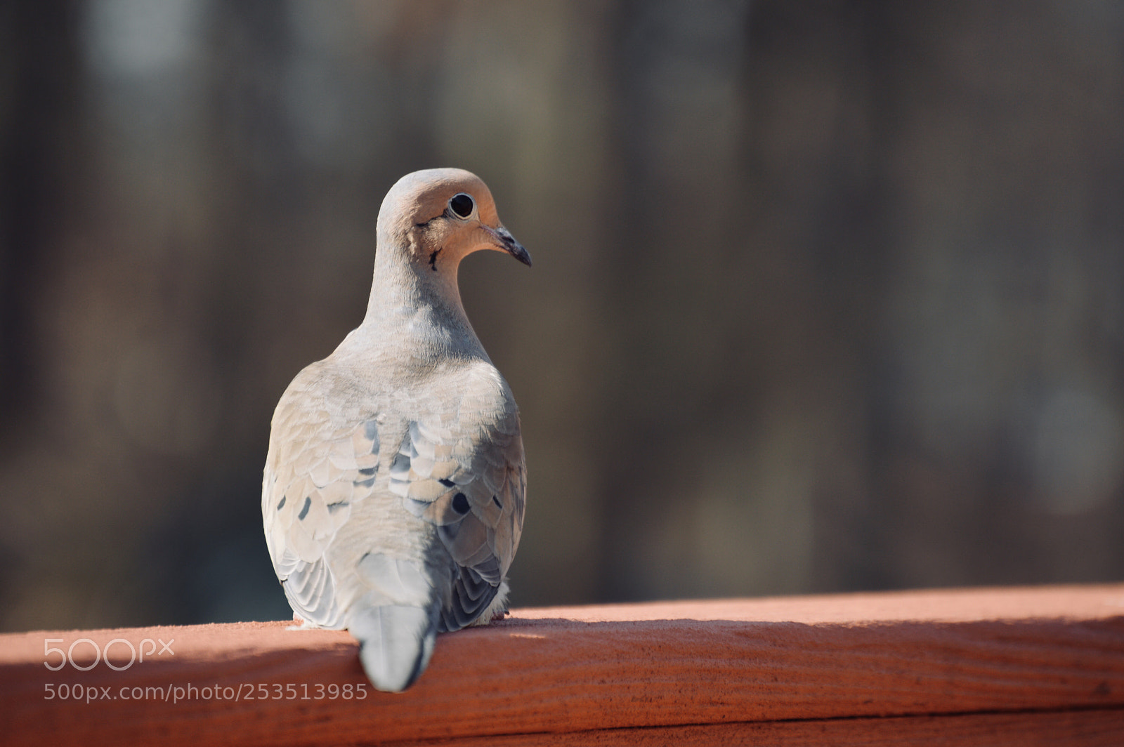 Nikon D3200 sample photo. Mourning dove  photography