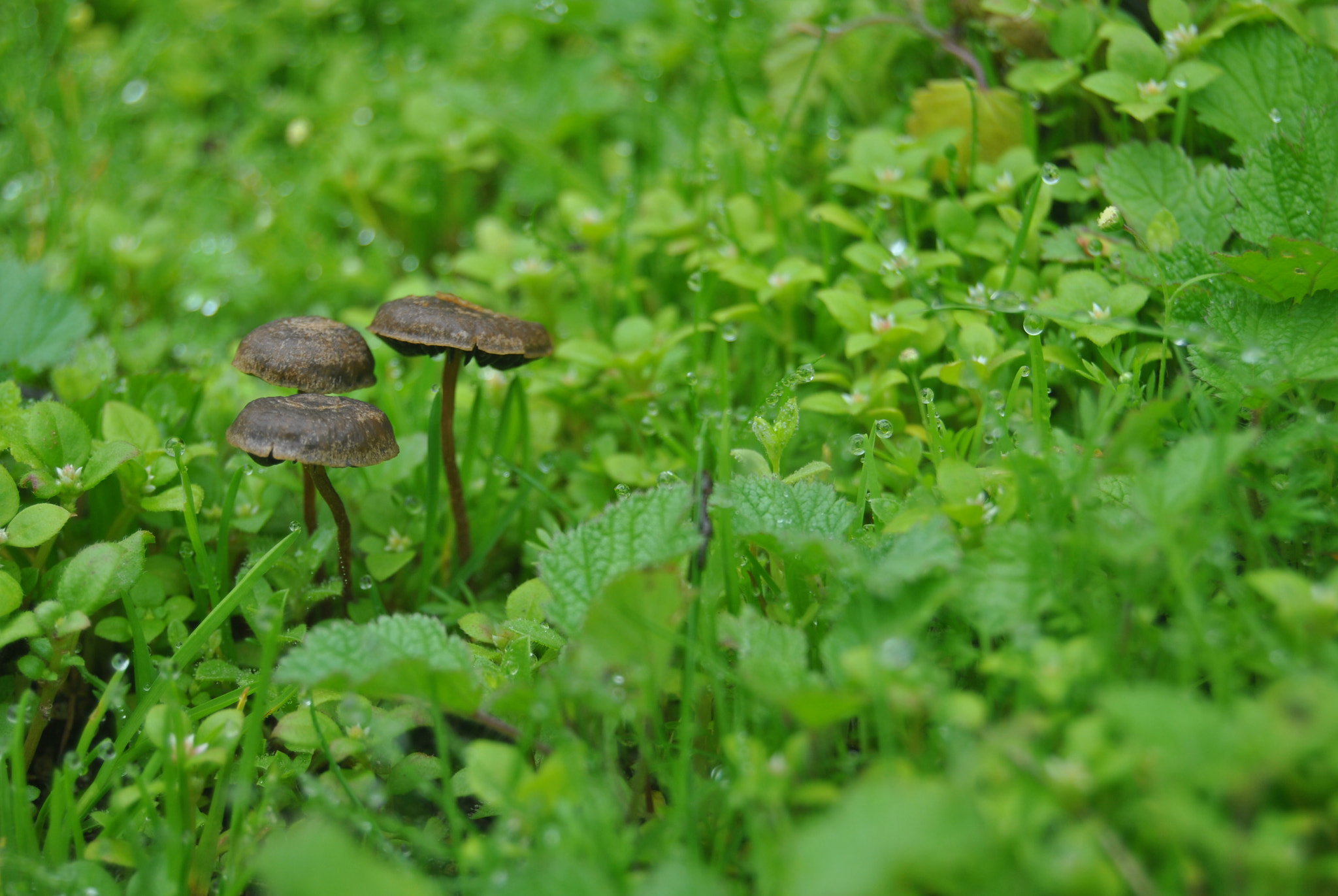 Nikon D3000 sample photo. Fungus photography