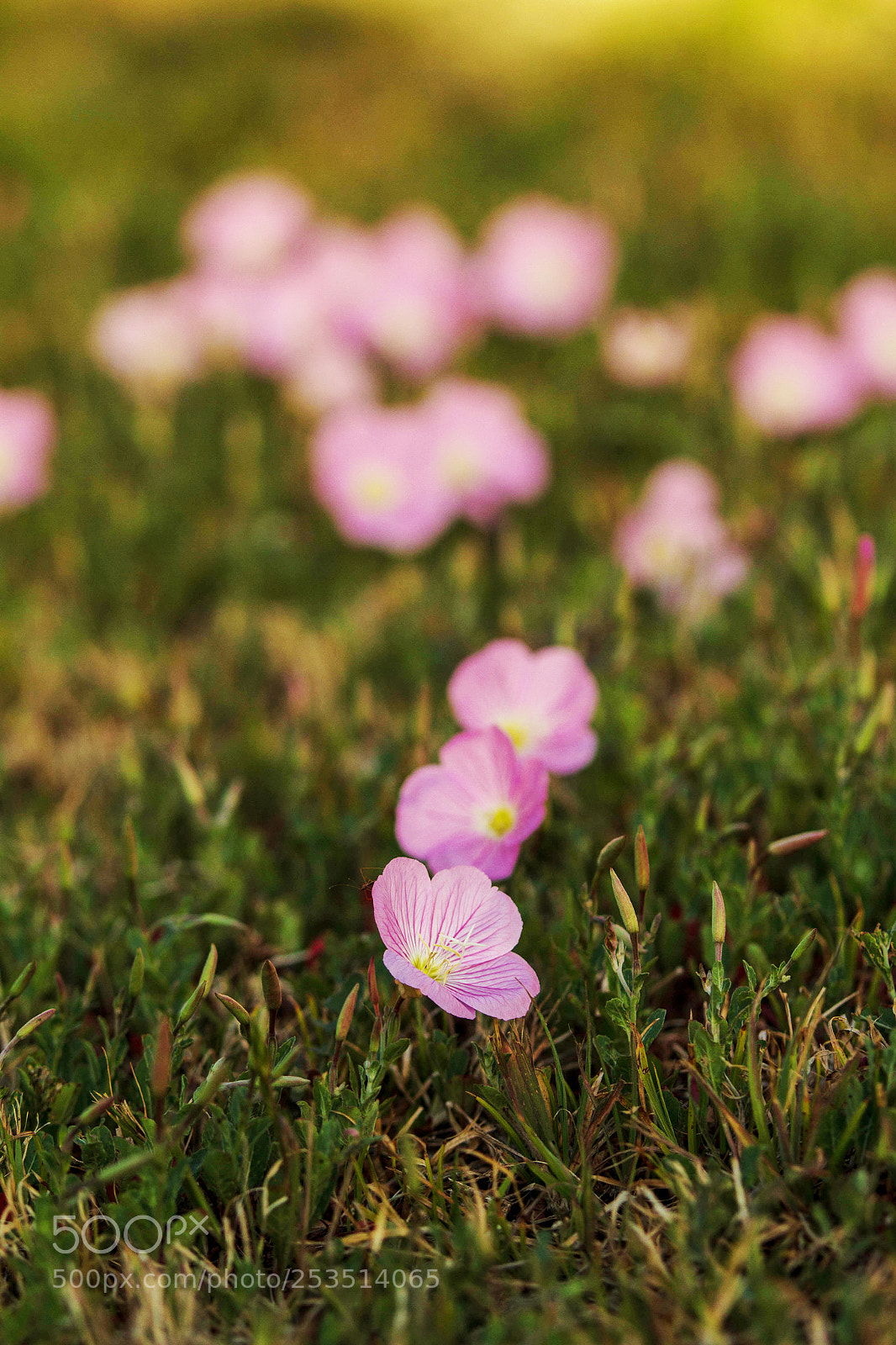 Canon EOS 7D sample photo. A path of flowers photography