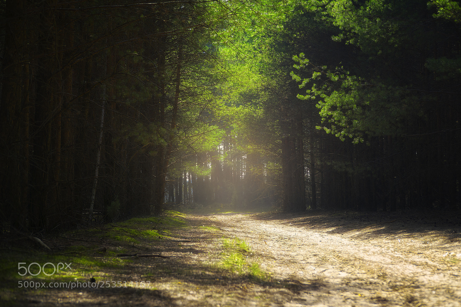 Sony a6000 sample photo. Forest photography