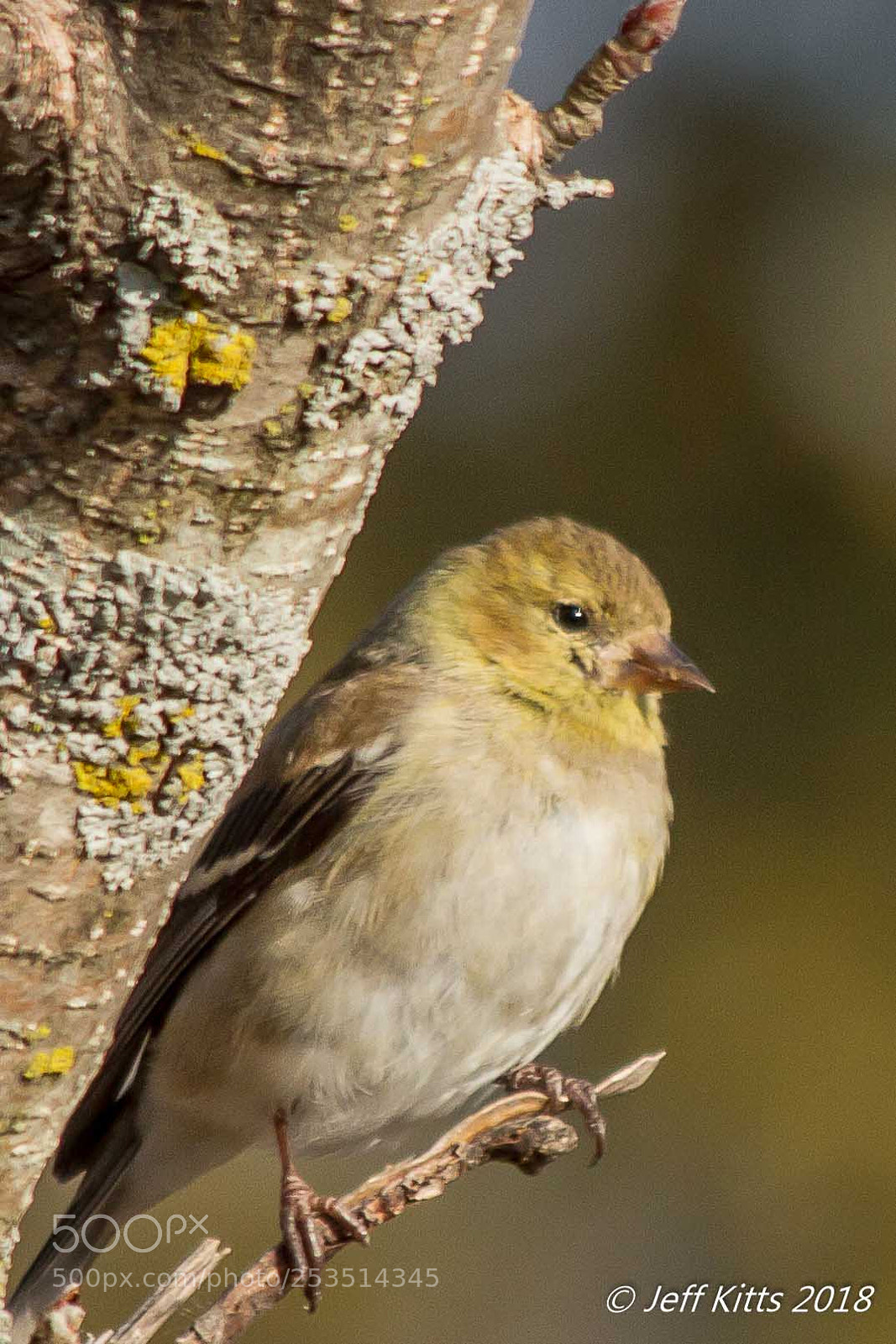Canon EOS 7D sample photo. 6768- goldfinch # 37 photography