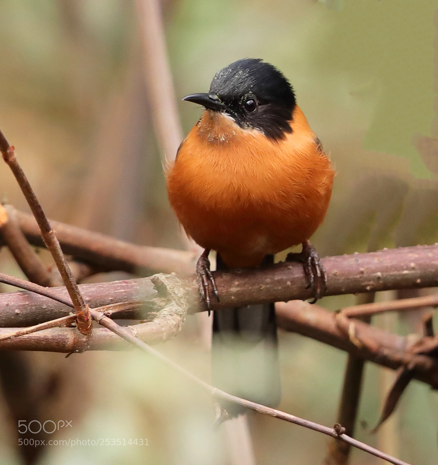 Canon EOS 5D Mark IV sample photo. Rufous sibia photography