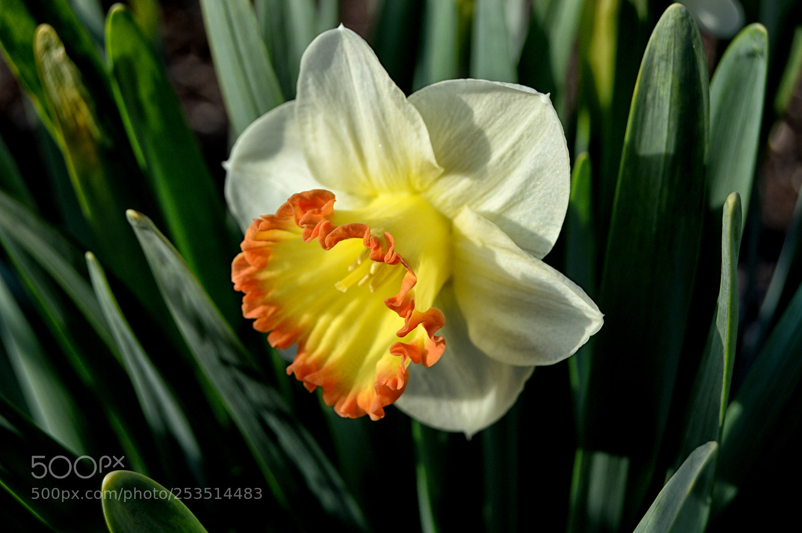 Nikon D3200 sample photo. Daffodil photography