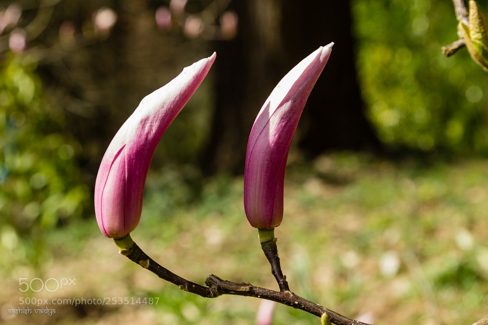 Canon EOS 600D (Rebel EOS T3i / EOS Kiss X5) sample photo. 1-way conversation photography