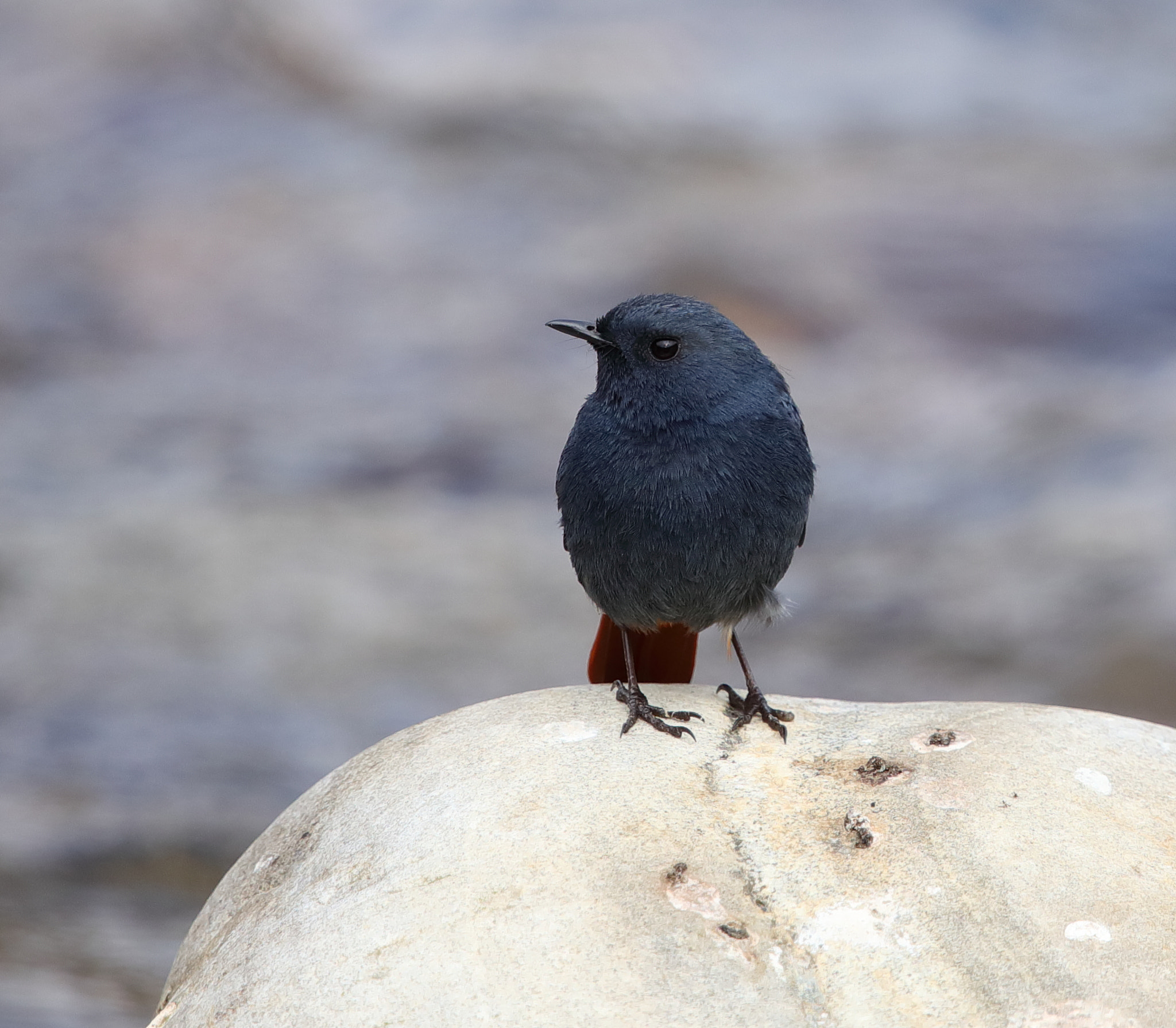 Canon EF 500mm F4L IS II USM sample photo. Plumbeous water redstart - male photography