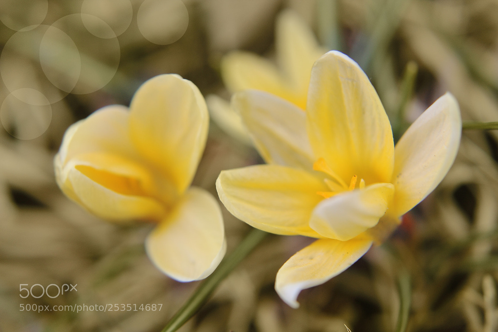 Canon EOS 1100D (EOS Rebel T3 / EOS Kiss X50) sample photo. Crocus photography