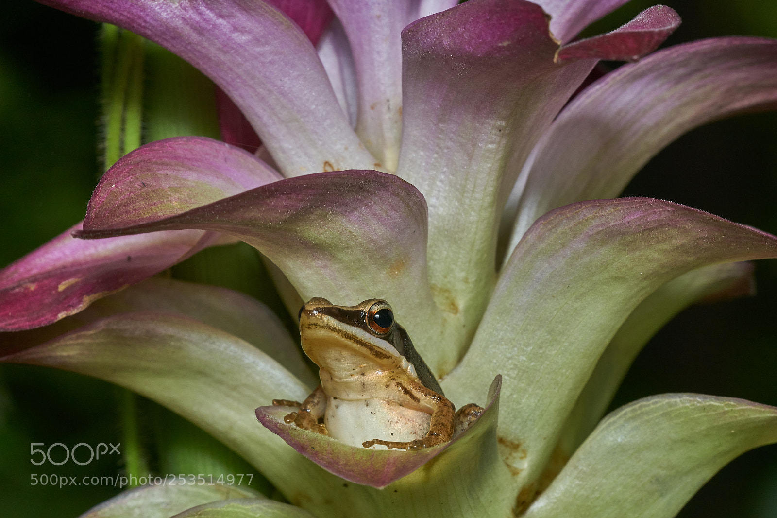 Sony ILCA-77M2 sample photo. Picture of the day photography