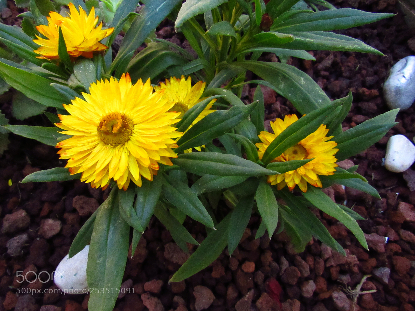 Canon PowerShot SX530 HS sample photo. Solecito photography