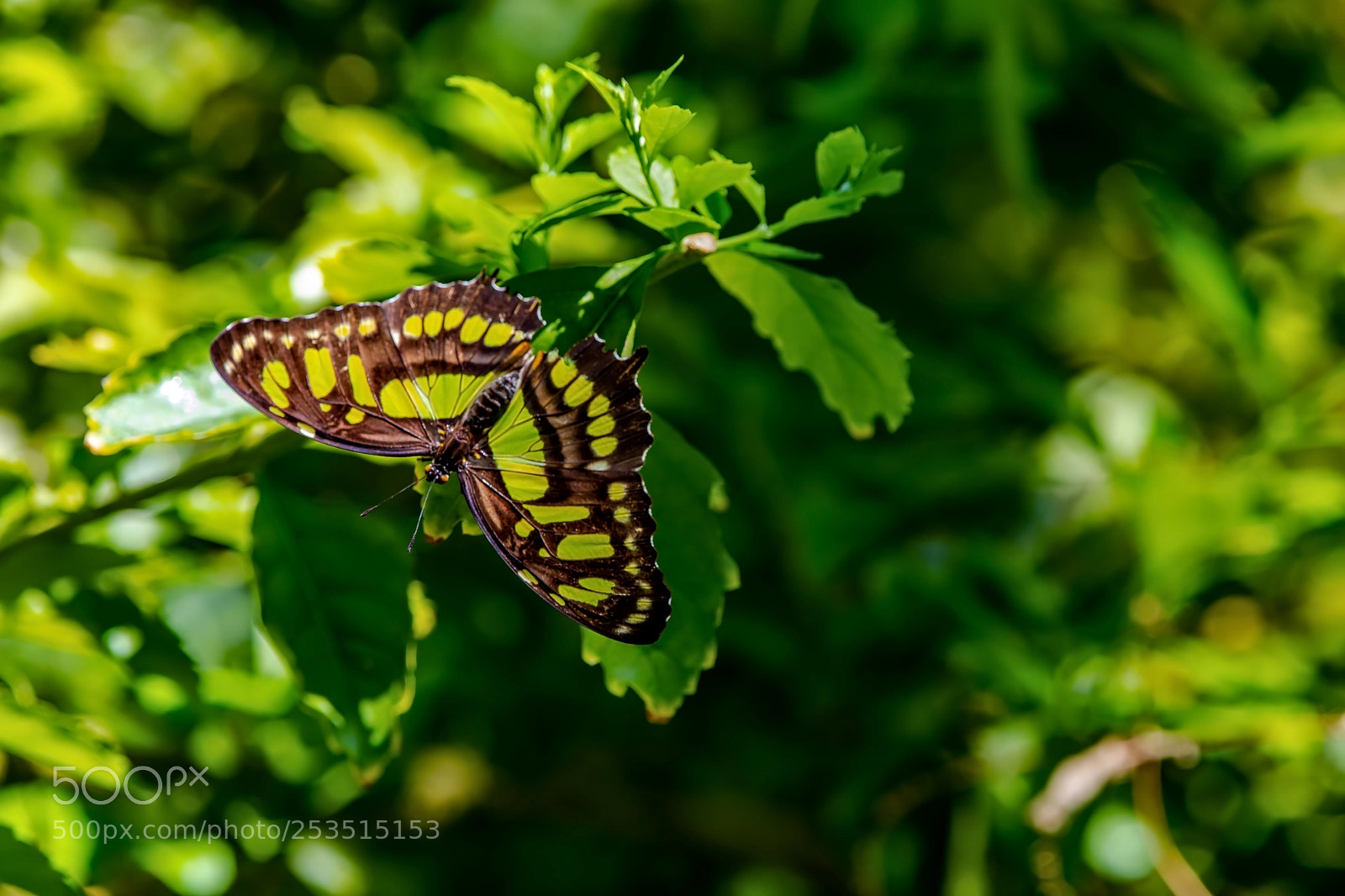 Canon EOS 5D Mark IV sample photo. Blending in photography