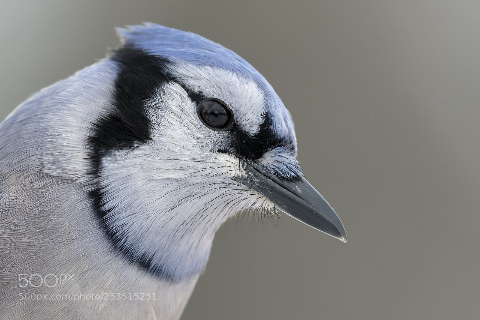 Nikon D850 sample photo. Blue jay photography