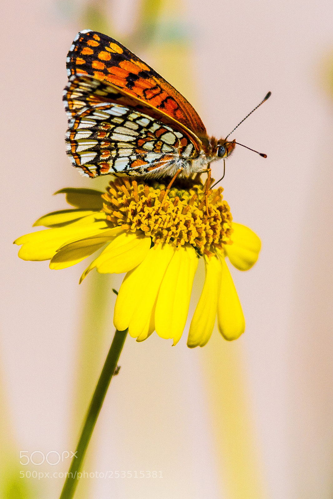 Canon EOS 7D sample photo. Sagebrush checkerspot butterfly photography