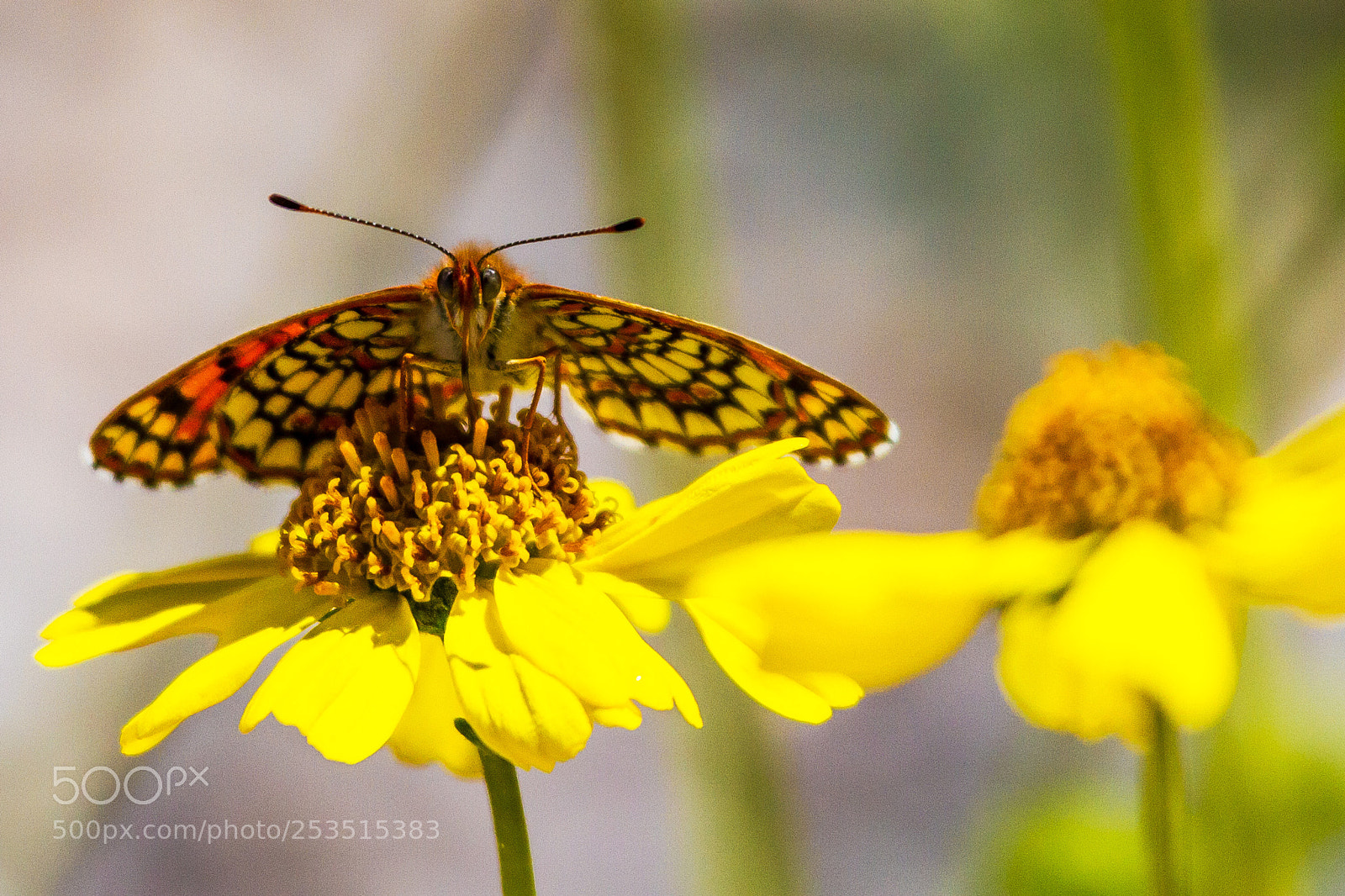 Canon EOS 7D sample photo. Sagebrush checkerspot butterfly photography