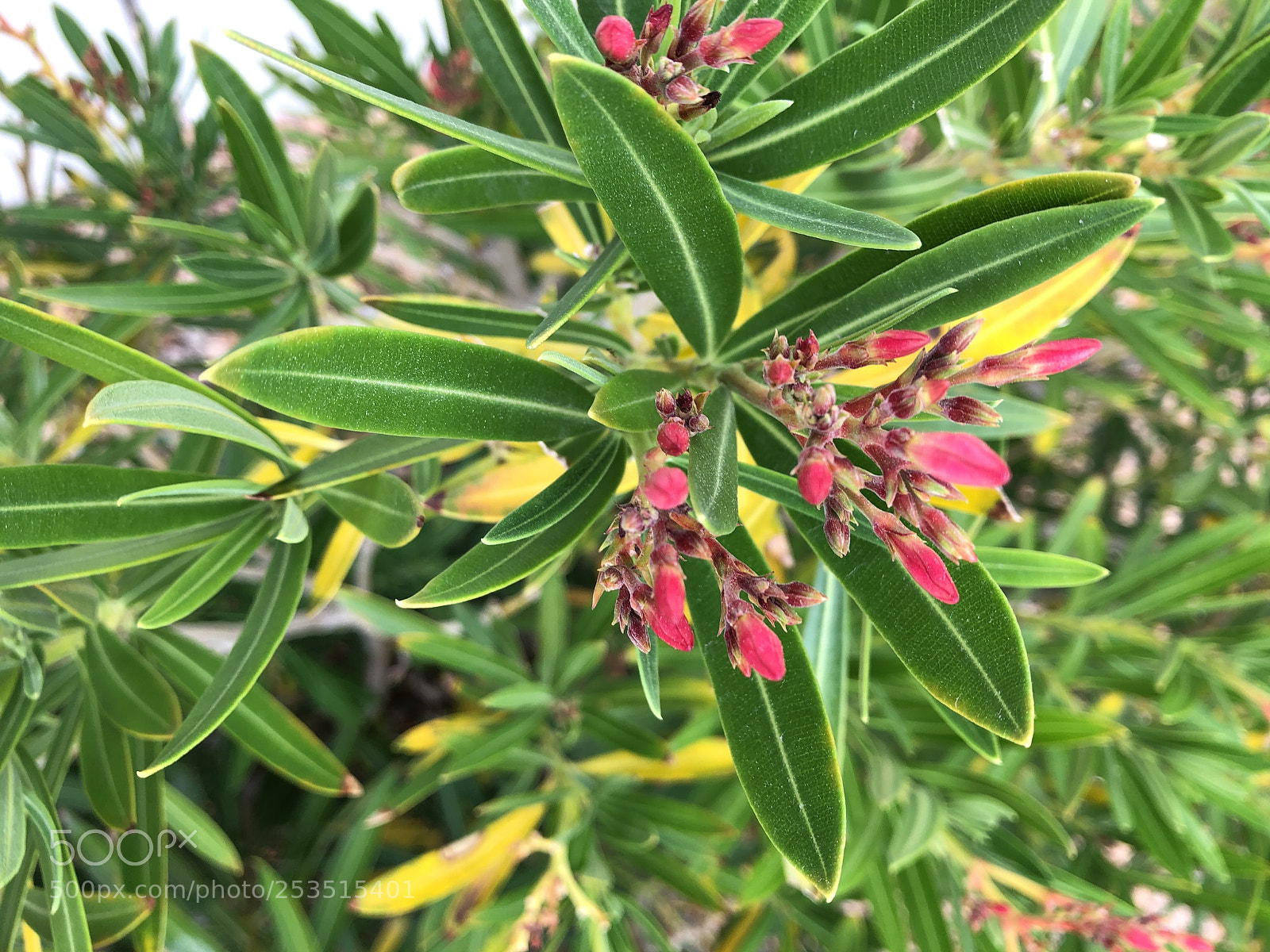 Apple iPhone 8 Plus sample photo. Oleander spring photography