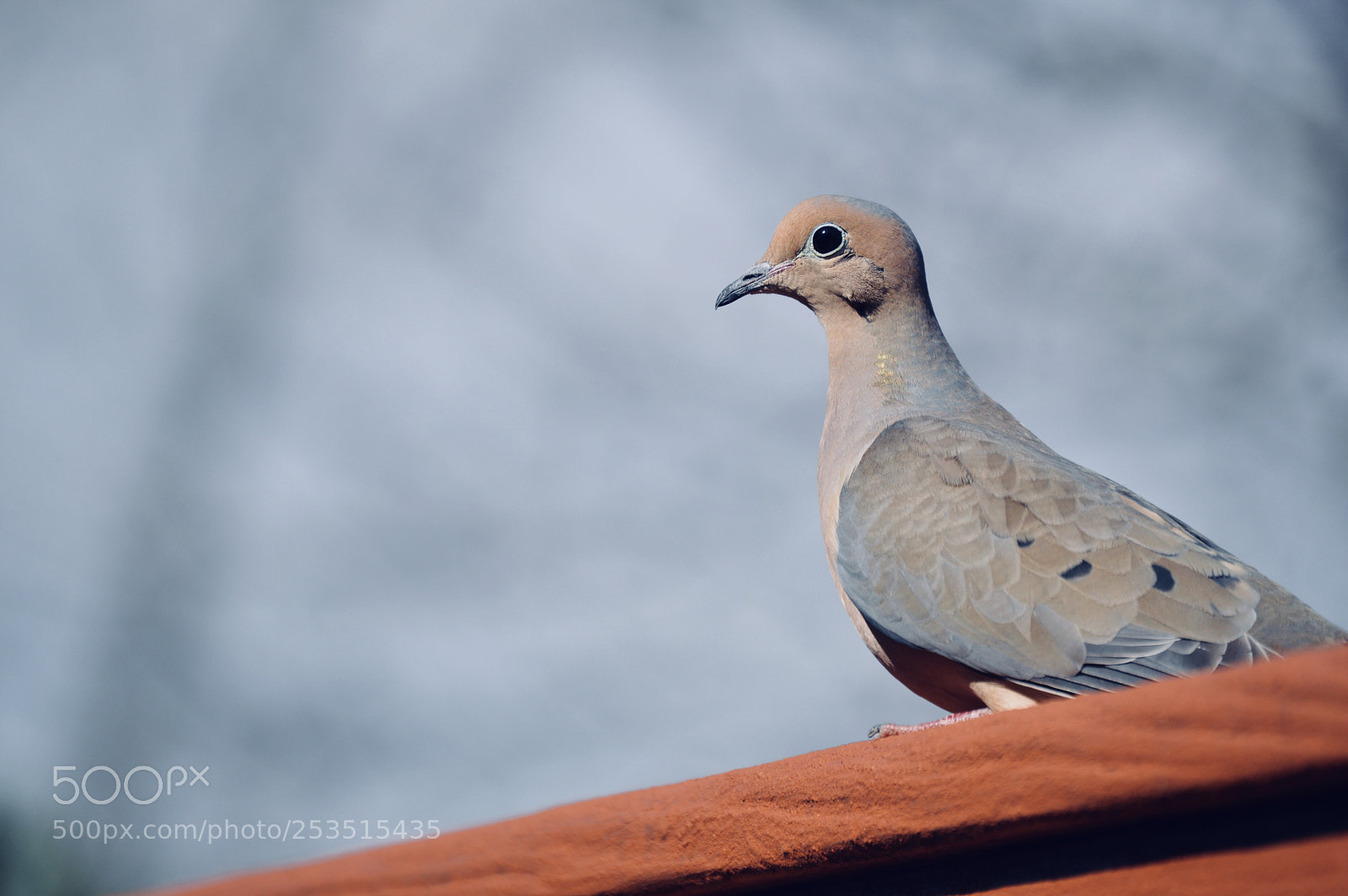 Nikon D3200 sample photo. Mourning dove (2) photography