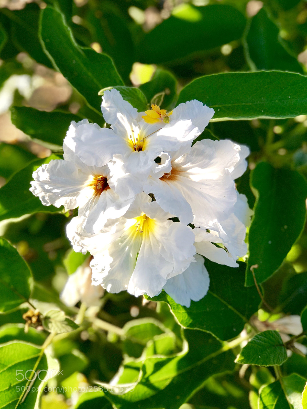 Apple iPhone 8 Plus sample photo. Delicate white flowers. photography