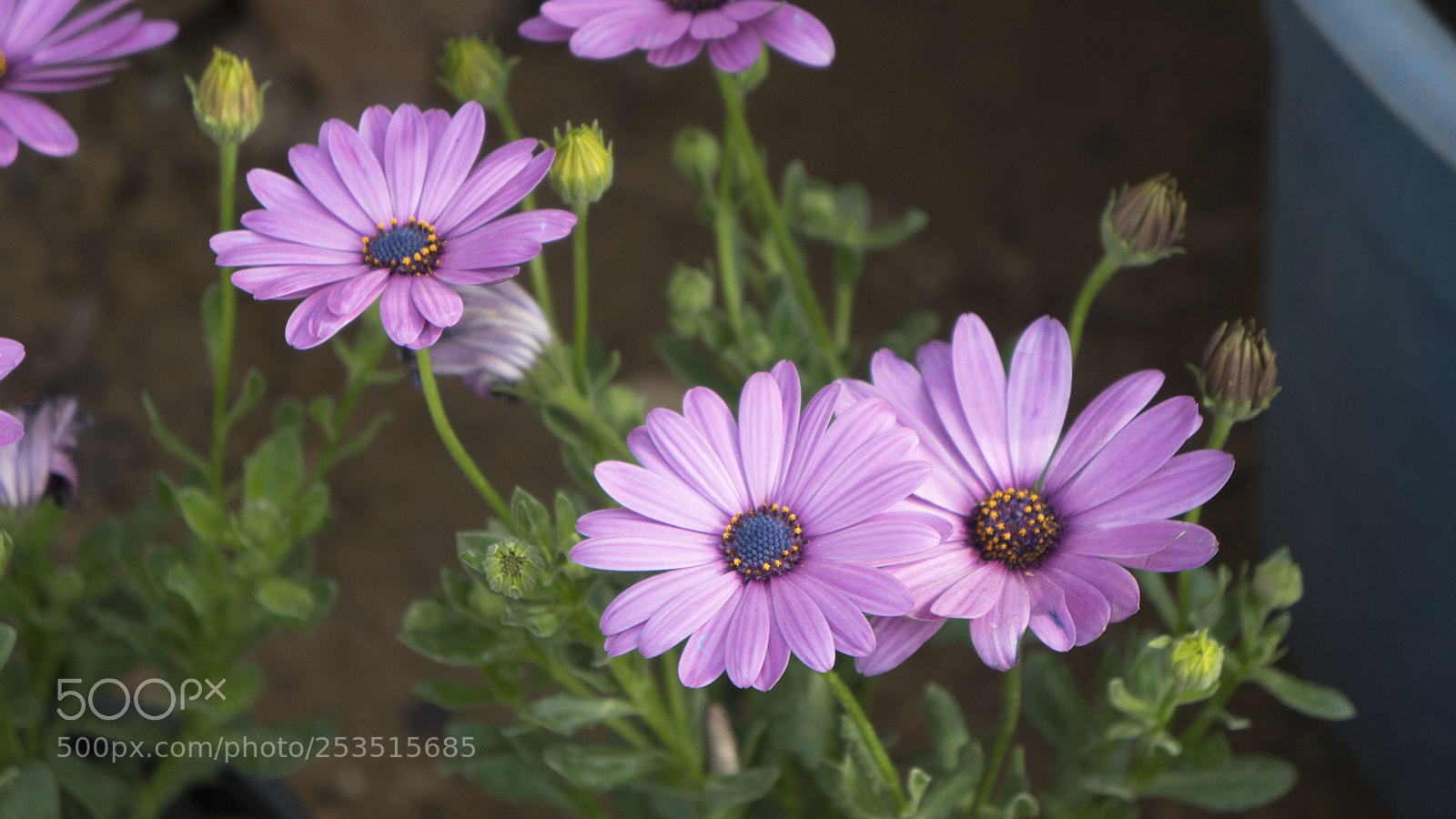 Sony a6500 sample photo. Purple daisies at egypt's photography
