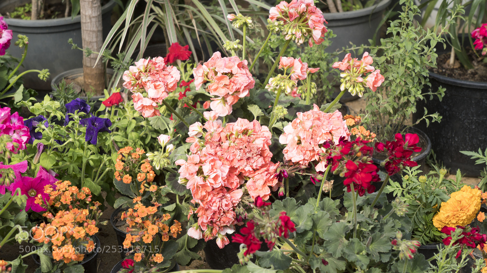 Sony a6500 sample photo. Beautiful flowers at egypt's photography