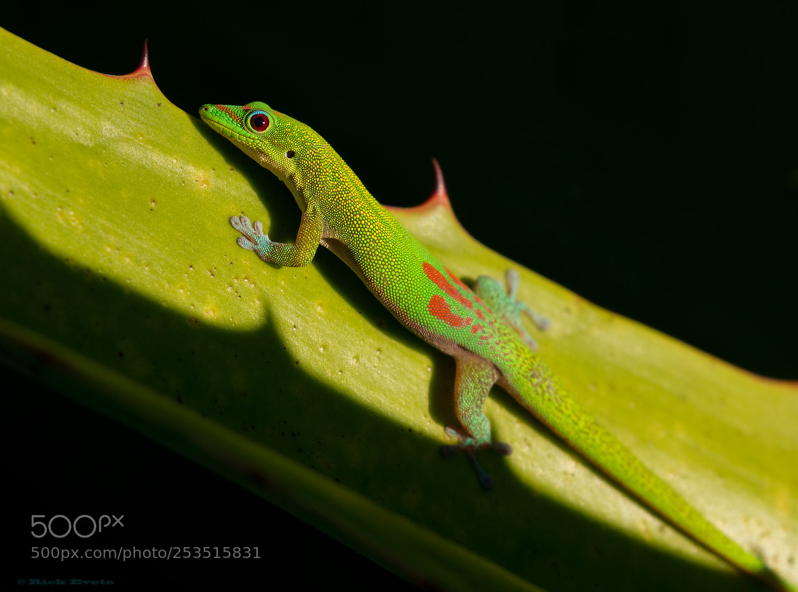 Canon EOS-1D Mark IV sample photo. Gold dust day gecko photography