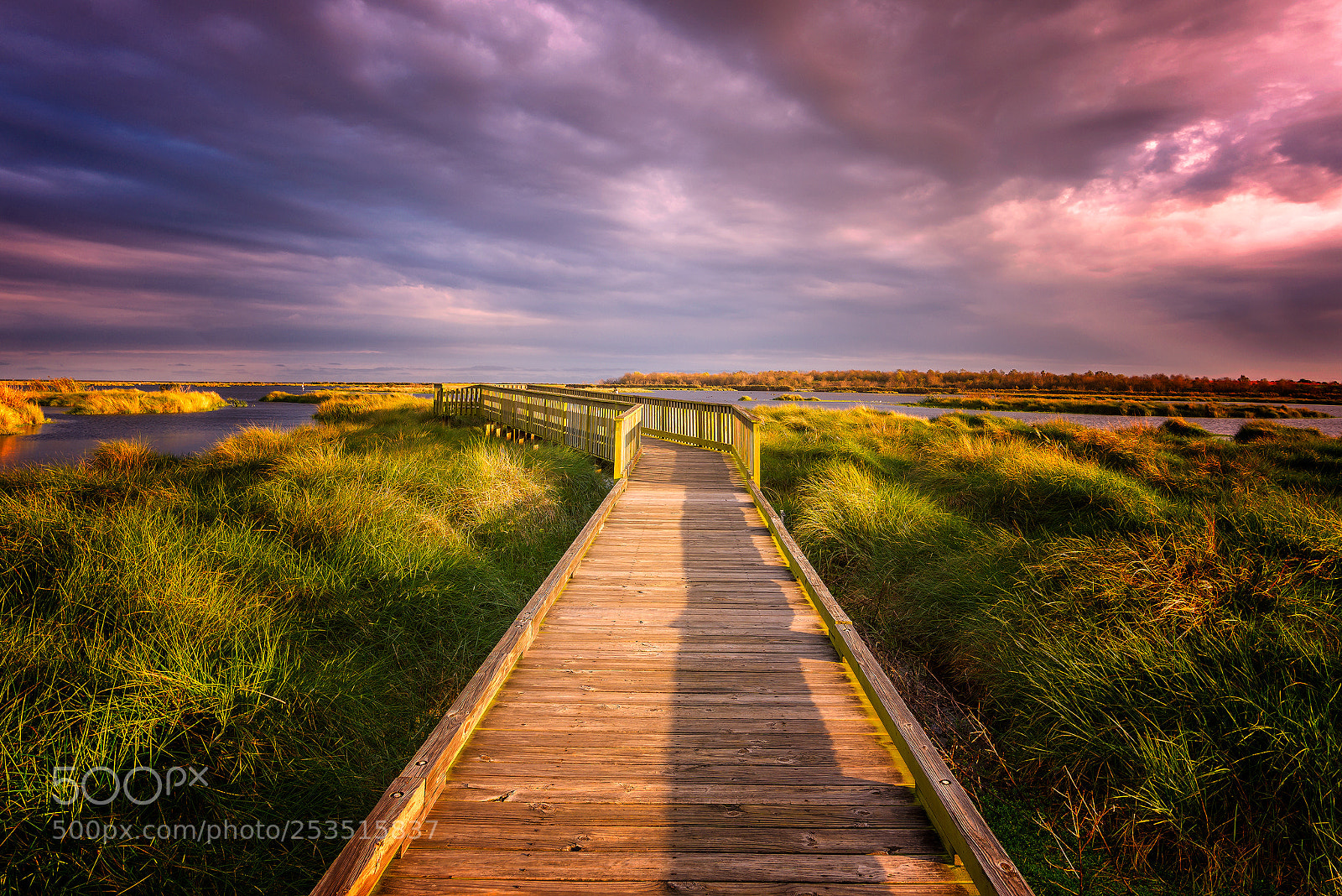 Nikon D600 sample photo. Bayou sauvage boardwalk photography