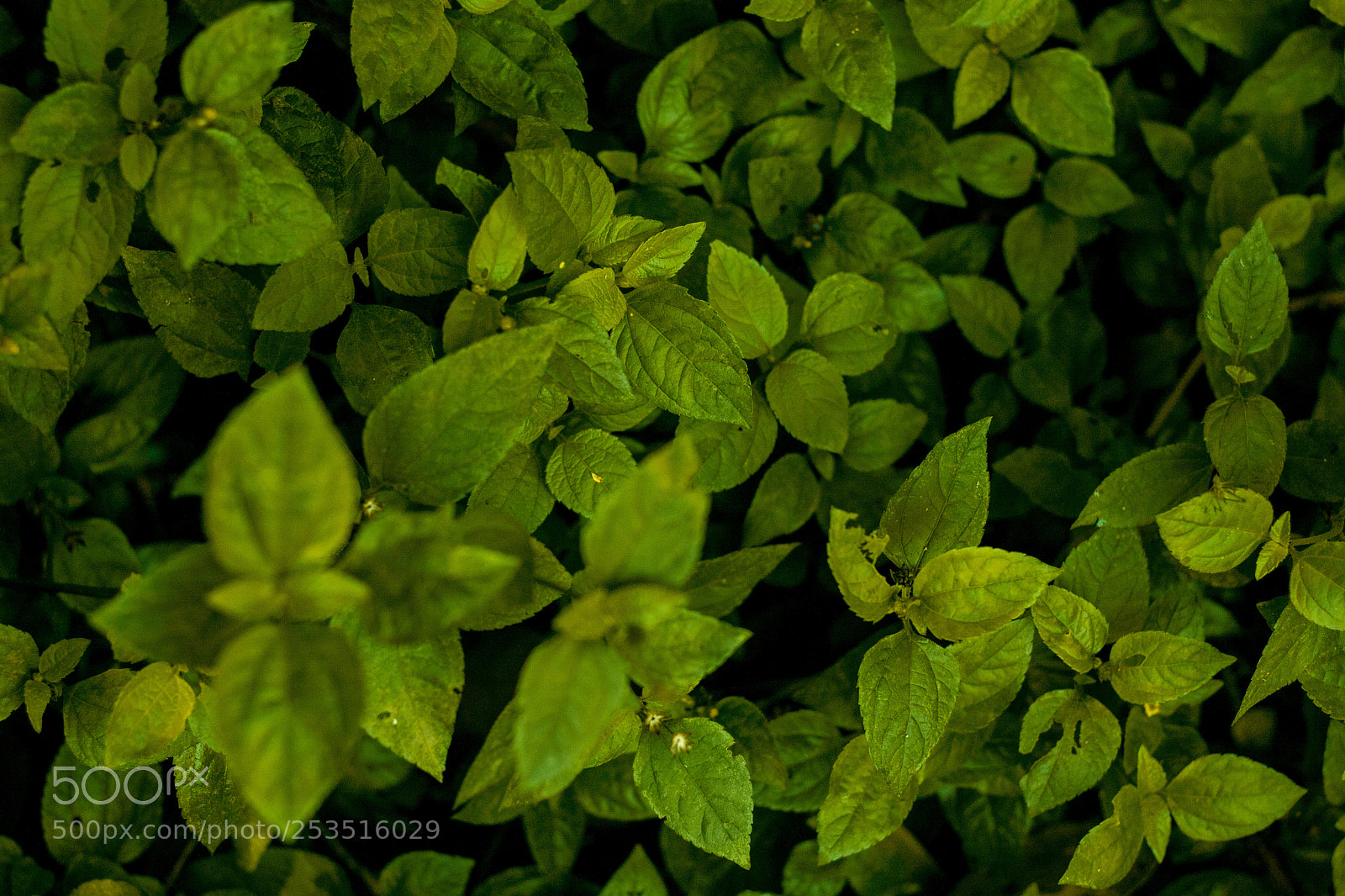 Canon EOS 40D sample photo. Natural texture photography
