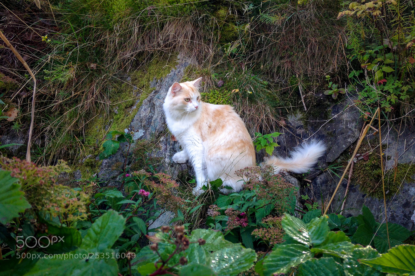 Apple iPhone 5 sample photo. Island cat photography